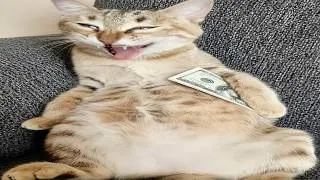 Thumbnail: funniest cats on the internet