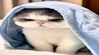 Thumbnail: cats of the week