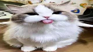 Thumbnail: cats of april