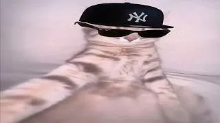 Thumbnail: cats just wanna have fun