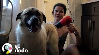 Thumbnail: Cuando adoptas un perro y tienes poco más de 20 años | El Dodo