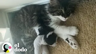 Thumbnail: Gato que ama los animales de peluche tiene un hermano de verdad | El Dodo
