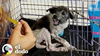 Thumbnail: Cachorro más gruñón se convierte en un amor total | El Dodo