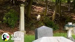 Thumbnail: Oveja perdida llamada Oracle ha estado viviendo en un cementerio | El Dodo