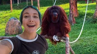 Thumbnail: Solo Backpacking Malaysia: Orangutan Island!