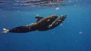 Thumbnail: Getting Surrounded by Pilot Whales! Scared 😱 