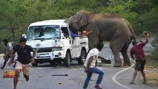 Thumbnail: 🚨 INSANE Elephant Attack Caught on Camera! الله أكبر 😱 | فيل هائج يحطم سيارة فان 🐘💥 #ViralVideo