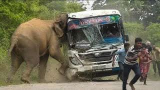 Thumbnail: 😱 SHOCKING! Wild Elephant Smashes a Bus 🐘💥 الله أكبر | لحظة مرعبة في سريلانكا 🇱🇰 #ElephantAttack 