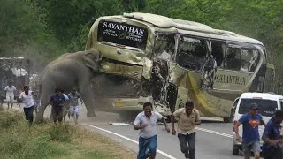 Thumbnail: 🚨 GIANT ELEPHANT vs LUXURY BUS 🐘💥 | الله أكبر 😱 أخطر هجوم في سريلانكا! 🔥 #ElephantAttack #Wildlife