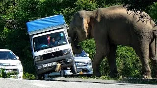 Thumbnail: 🐘🚛 OMG! Giant Elephant Charges a Truck 😱 الله أكبر! Real Wildlife Moment #Shorts