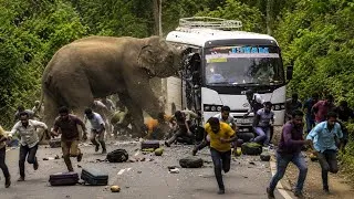 Thumbnail: 🐘💥 “Jungle Terror Unleashed! 😱🔥 الفيل الهائج Turned This Bus Ride Into Chaos!” #ElephantAttack 