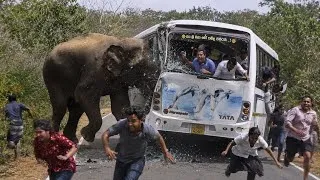 Thumbnail: 🐘💥 Allahu Akbar! Giant Elephant Attack on a Bus in Sri Lanka | لحظة رعب لا تُصدق 😱🔥#ElephantAttack