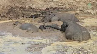Thumbnail: Elephant Friends Discover Their Deep New Mud Pit! - ElephantNews