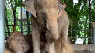 Thumbnail: One Sleeps, One Watches Over: A Beautiful Elephant Friendship - ElephantNews