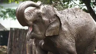 Thumbnail: Elephant Friends Discover Their Deep New Mud Pit! - ElephantNews