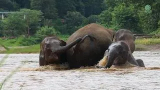 Thumbnail: Elephant Mae Noi Teaches Us to Slow Down and Enjoy Life - ElephantNews