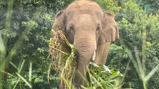 Thumbnail: Elephant Healing & Hope: From Chains to Freedom - ElephantNews