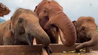Thumbnail: Elephant Pailin’s Story: Years of Struggle Turn to Peaceful Retirement - ElephantNews