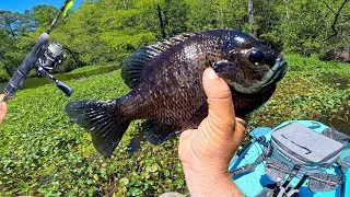 Thumbnail: UNCUT (mostly) | Micro Jigs vs. Bait - JUMBO Panfish & So Much More