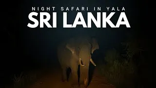 Thumbnail: Night Safari | Wildlife Sri Lanka | Silent nature vlog