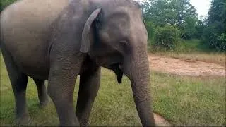 Thumbnail: Elephant grazing in Yala National Park, Sri Lanka