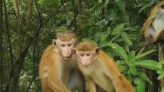 Thumbnail: Funny Toque Macaques of Sri Lanka | Playful Monkeys in the Wild