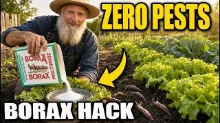 Thumbnail: Amish´s 30 Borax Hacks To Get Rid Of Roaches, Ants, Slugs & Every Garden Pest