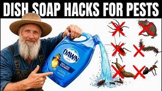 Thumbnail: Amish´s 35 Dawn Dish Soap Hacks To Get Rid Of Roaches, Ants, Fleas, Wasps & Garden Pests