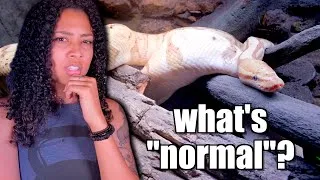 Thumbnail: What is "Normal" Ball Python Behavior?