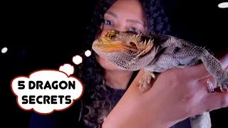 Thumbnail: 5 Things Your Bearded Dragon Wishes You Knew