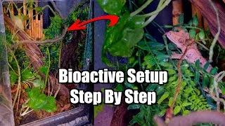 Thumbnail: Crested Gecko Bioactive Hybrid Setup! Complete Guide 2025