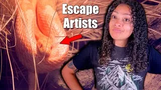 Thumbnail: Corn Snake Escapes - Prevention and How To Find Them