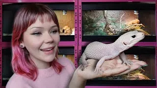 Thumbnail: I Built the Perfect Gecko Room...