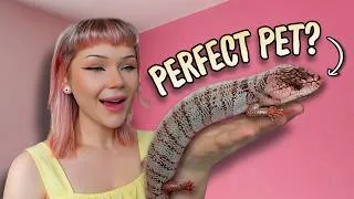 Thumbnail: I Bought the BEST Pet Skink