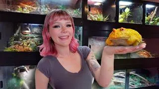 Thumbnail: Touring my DREAM Animal Room! (Snakes, Geckos, Frogs + MORE...)
