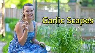 Thumbnail: What to do with garlic scapes 