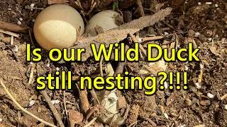 Thumbnail: We Found A Duck Nesting In The Garden (Part 2/3)