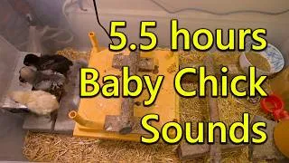 Thumbnail: 5.5 hours of Baby Chick Sounds & Activity