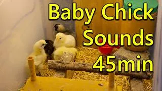 Thumbnail: 45 min of Baby Chick Sounds