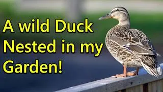 Thumbnail: Wild ducks make nests where they want - including in my garden!
