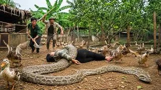 Thumbnail: 72 Hours of Terror: Giant Python Ambushes a Girl as a Farmer Rushes to Save Her!