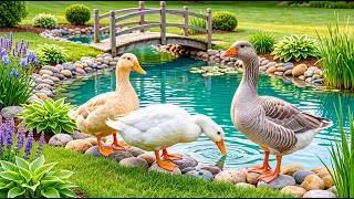 Thumbnail: If Your Heart Feels Heavy, Follow These Ducks 🦆 A Peaceful Escape for Your Soul 💗