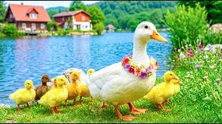 Thumbnail: Watching This Duck Family Feels Like Healing 🍃 Healing Nature Sounds to Rest Your Mind