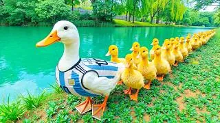 Thumbnail: 99% Healing for Your Mind~ Ducks by the Lake to Soothe Your Soul, Ease Anxiety and Restful Sleep #1