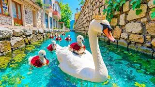 Thumbnail: The Most Calming Swan Video You'll Watch Today 🦢 Deep Relaxation, Healing & Peaceful Music 💚