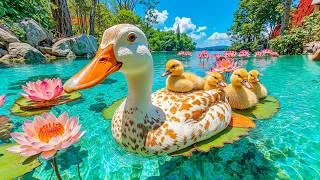Thumbnail: Watching This Duck Family Feels Like Healing 🍃 Healing Nature Sounds to Rest Your Mind 💚
