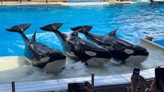 Thumbnail: Orca Encounter - SeaWorld Orlando | September 16th, 2025
