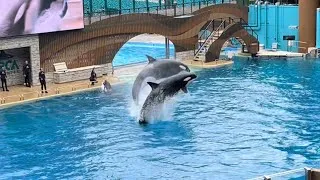 Thumbnail: Orca Encounter - SeaWorld Orlando | August 30th, 2025