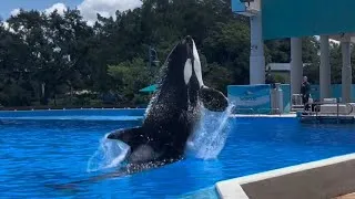 Thumbnail: Dine with Orcas - SeaWorld Orlando | August 16th, 2025