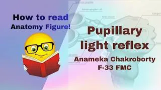 Thumbnail: Mastering the ANATOMY VIVA- Reading Figure- Pupillary Light Reflex II How the pupil constricts